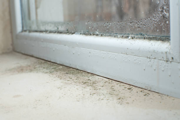 Best Attic Mold Removal  in Herald, CA